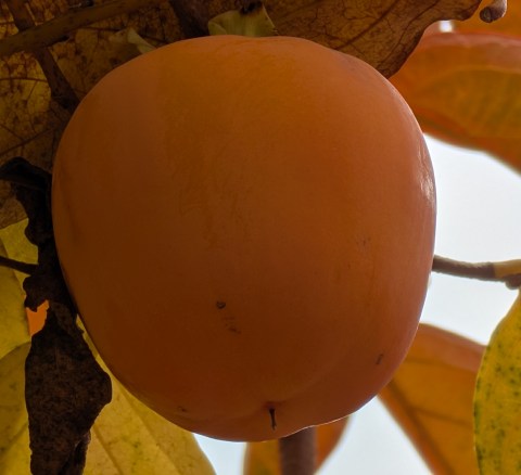 As.Pers. Rojo Brilliante